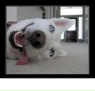 Никитус Иванников фотография #25 (источник - https://vk.com/id3616632)