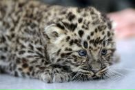 Фотография Зима Артём