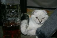 Фотография Смолякова Андрея