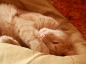 Віктор Мельник фотография #6 (источник - https://vk.com/id12737355)