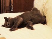 Роман Вабіщевич фотография #13 (источник - https://vk.com/id2269585)