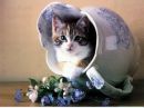Катя Гомольська фотография #4 (источник - https://vk.com/id150526179)