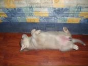 Евгения Дарий фотография #20 (источник - https://vk.com/id2201000)