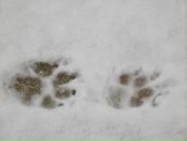 Алан Айверсон фотография #14 (источник - https://vk.com/id2580733)